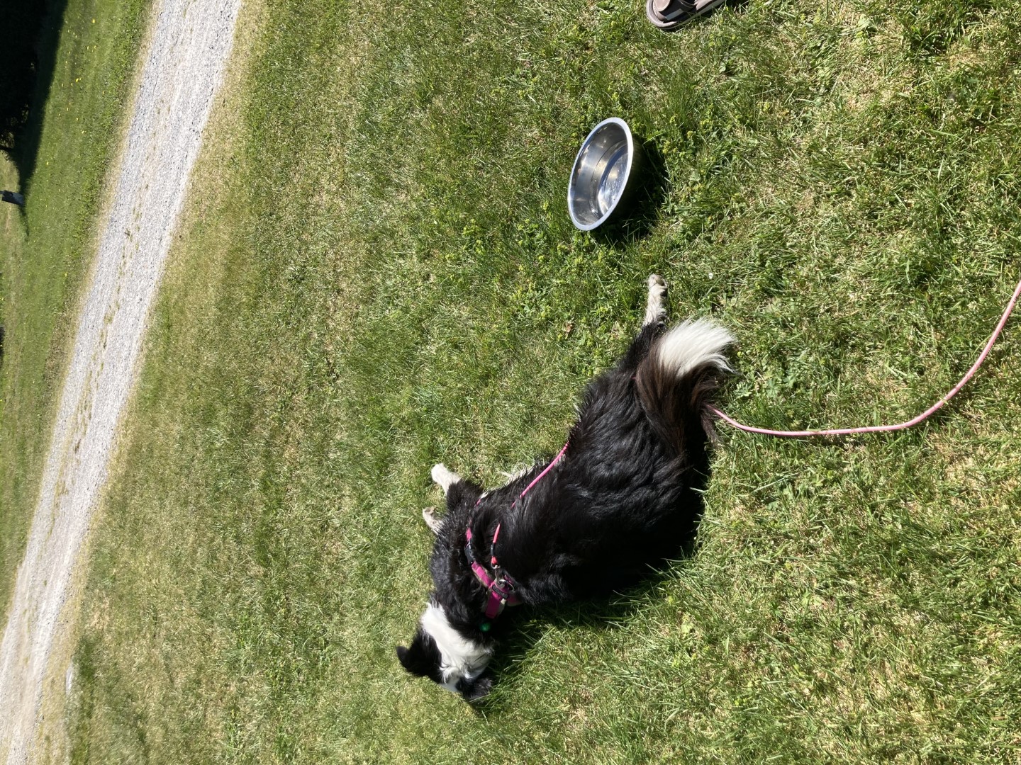 Marley houdt vakantie.jpeg